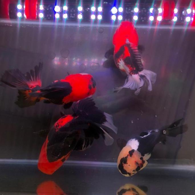 Ikan Hias Mas Koki Oranda Tricolor Tricolour 3c