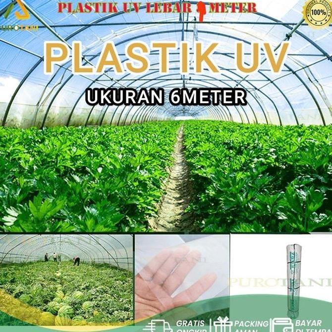 Plastik Ultraviolet Juara Uv Green House Tanaman Tebal 170 Micron 14 % Lebar 6 M Permeter