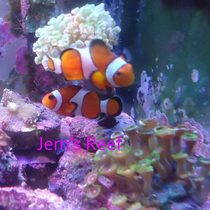 Ikan air Laut Nemo / Ikan Badut (Clownfish) - M