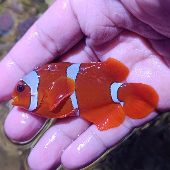 ikan balong red cerah ikan aquarium lautt