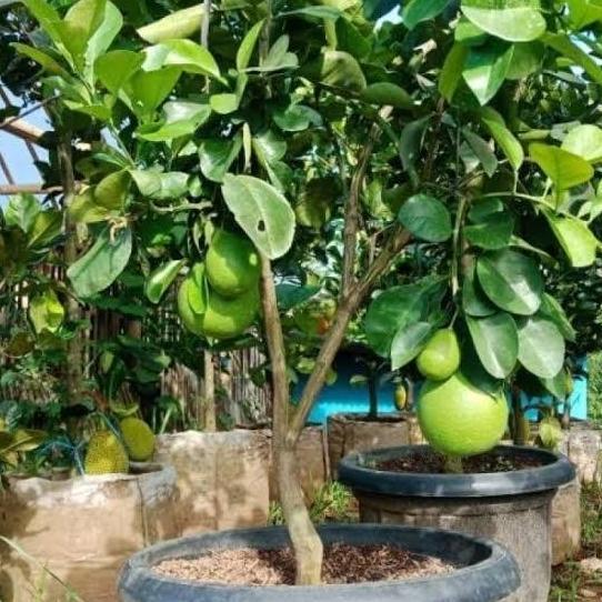 bibit jeruk Bali pamelo pohon jeruk Bali buah jeruk bali