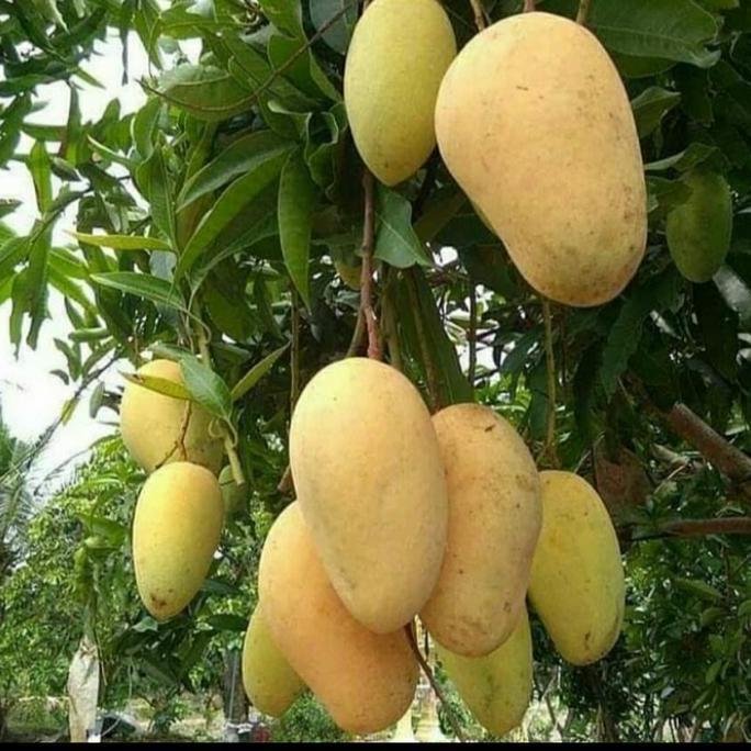 BIBIT TANAMAN BUAH MANGGA CHOKANAN/ MANGGA COKANAN ASLI