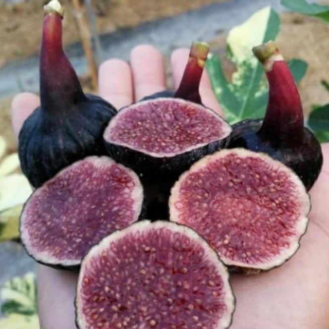 bibit tanaman buah tin black mission langka cangkok cepat berbuah