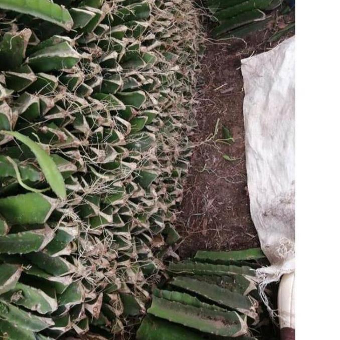 bibit stek buah naga kuning super/bibit stek buah naga kuning