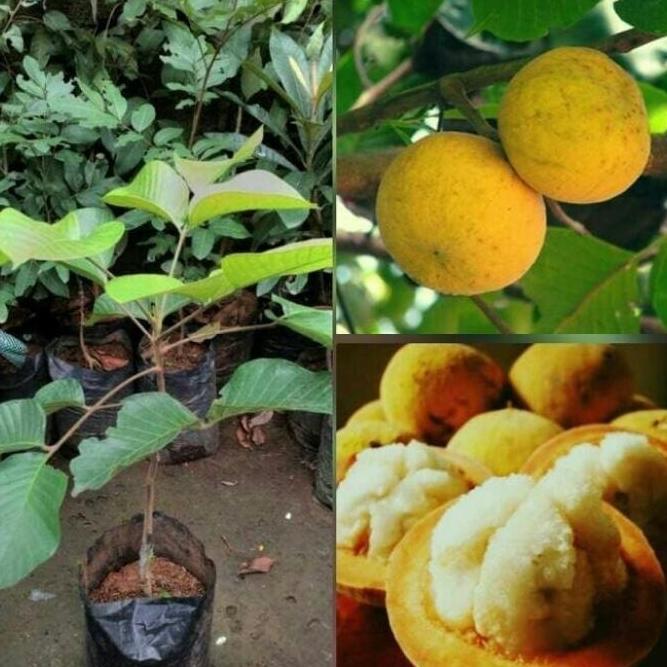 Bibit kecapi - pohon buah kecapi