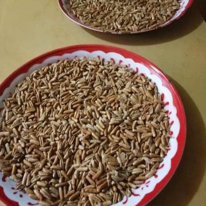 Ju4L Bibit Kurma H1 Orinal Thailand Buah Merah