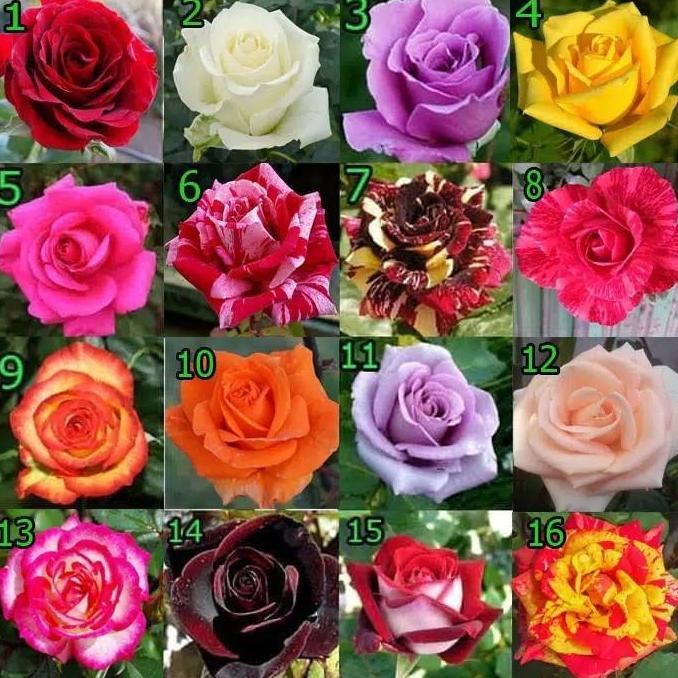 Thebest- tanaman hias mawar holland indukan