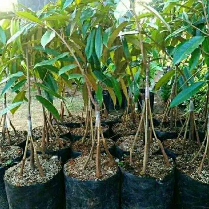 Bibit tanaman buah durian musang king kaki 5