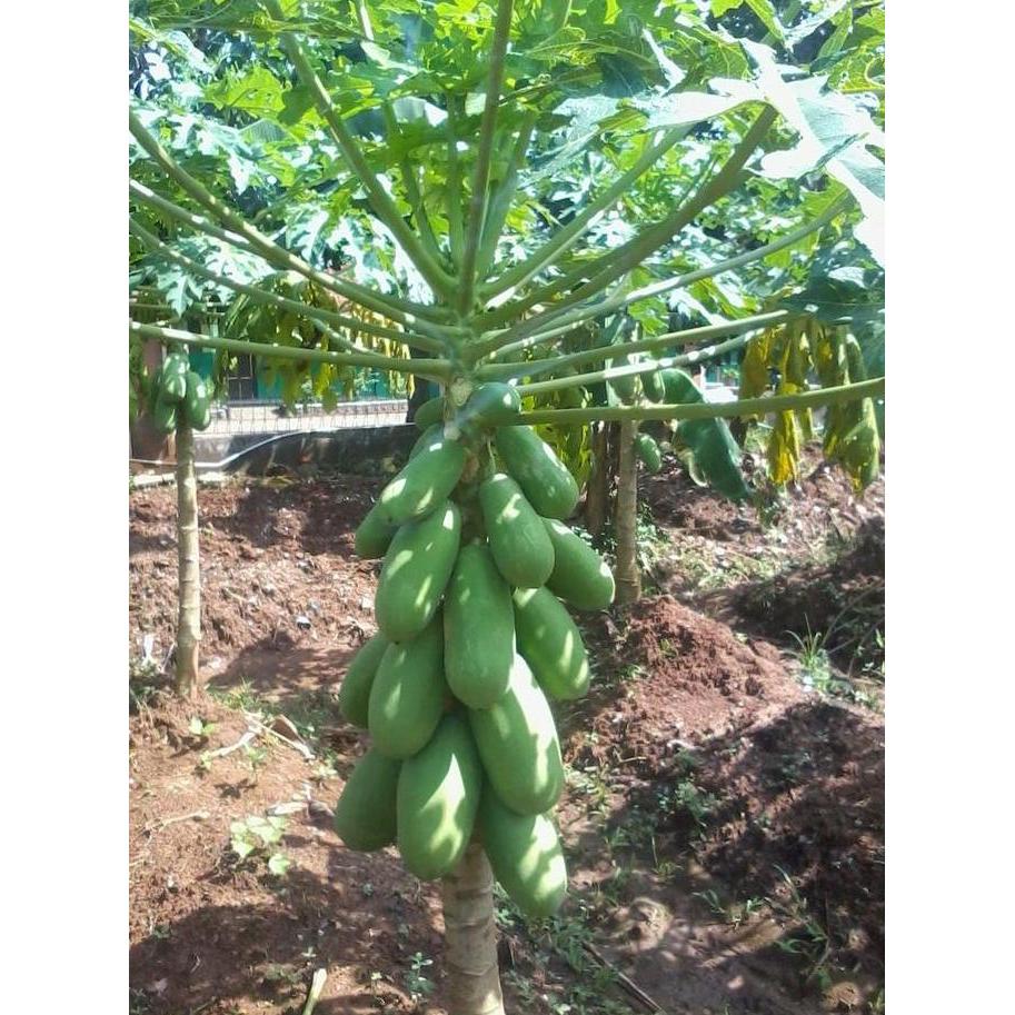 BIBIT TANAMAN BUAH PEPAYA / KATES CALIFORNIA
