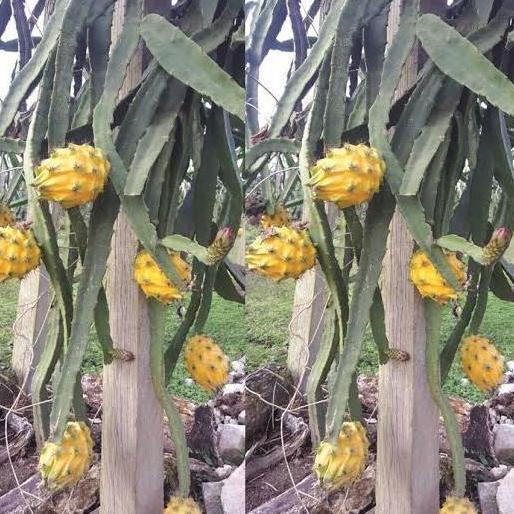 FREESS Bibit tanaman buah Naga Kuning/Pohon Buah Naga Kuning/yellow