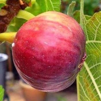 Bibit tin jenis Super Red Hybrid | bibit buah tin | bibit pohon tin