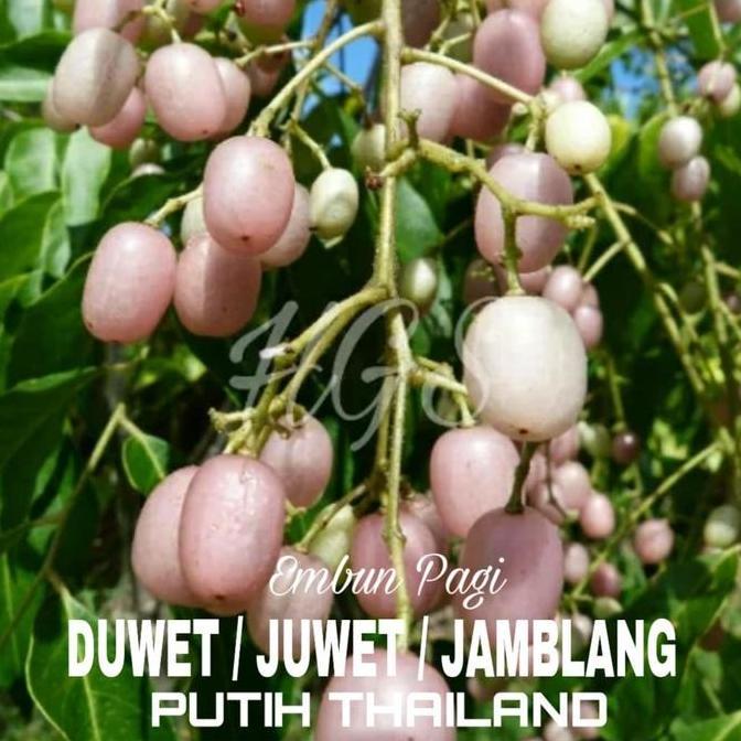 Bibit pohon Buah Juwet / Duwet Putih /Jamblang putih