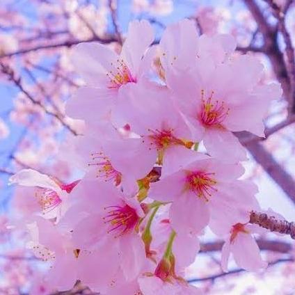 Bagusya- Bibit Parfum Sakura Murni Iff 1 Liter / Biang Parfum Sakura Iff