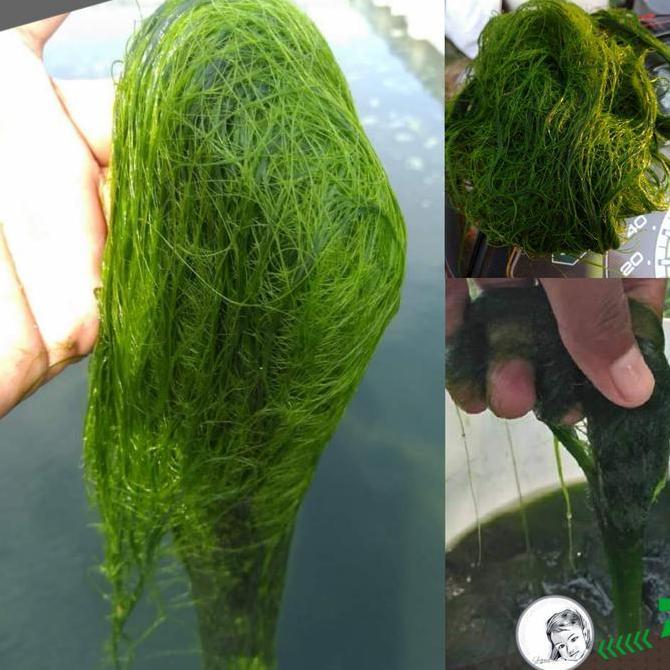 lumut hidup buat mancing mujair nila (TERBAIK) (TERBARU) (TERMURAH)