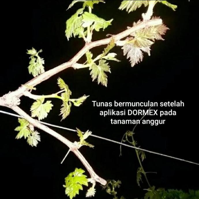Dormex 520 SL ZPT Pemecah Tunas Tanaman Buah Anggur Apel Dll (TERBAIK) (TERBARU) (TERMURAH)