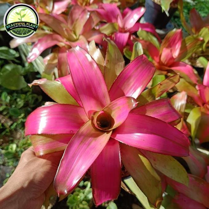 Tanaman Hias Bromelia Pink - Bromelia Pink Besar