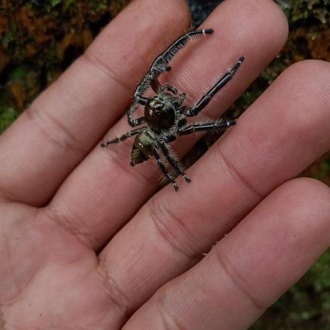 Thebest- Jumping spider