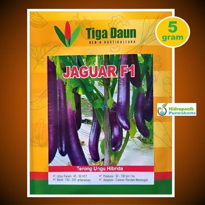Ground- Benih Terong Ungu Jaguar F1 Isi 5 Gram Cap Tiga Daun
