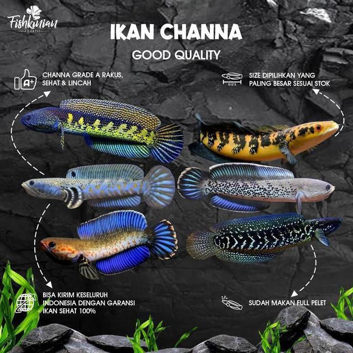 Fishbou- Ikan Channa Grade A - Auranti, Andrao, Blue Pulchra, Maru, Stewarti