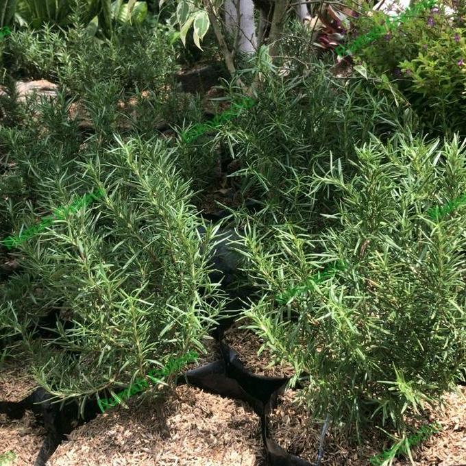 Tanaman rosemary rimbun/ polybag besar