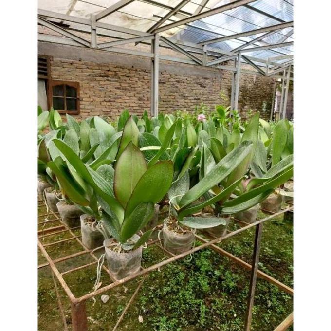 ( BISA COD ) ANGGREK BULAN IMPORT BUNGA CANTIK VARIAN WARNA - TANAMAN HIDUP BUNGA ANGGREK JUMBO SIAP