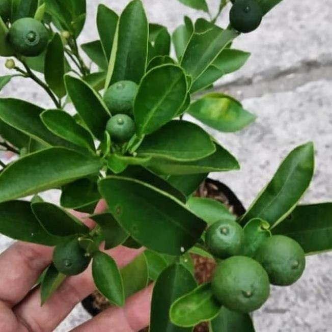 Gardenwill Tanaman Buah Jeruk Kitnan / Jeruk Kunci / Jeruk Sunkit / Tanaman Buah / Bibit Buah Jeruk 