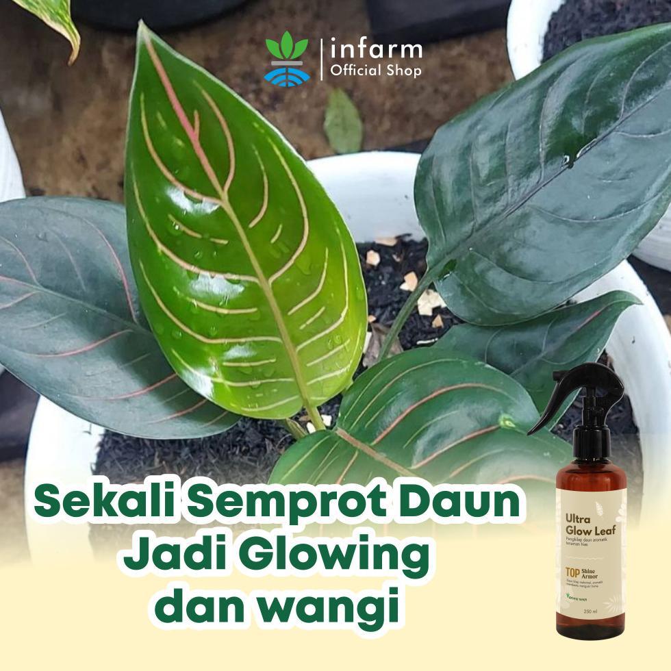 Promo Cod Ya Kak Infarm - Pengkilap Daun Tanaman Hias Aroma Segar Fresh Daun Kilap Bersih Aman Untuk