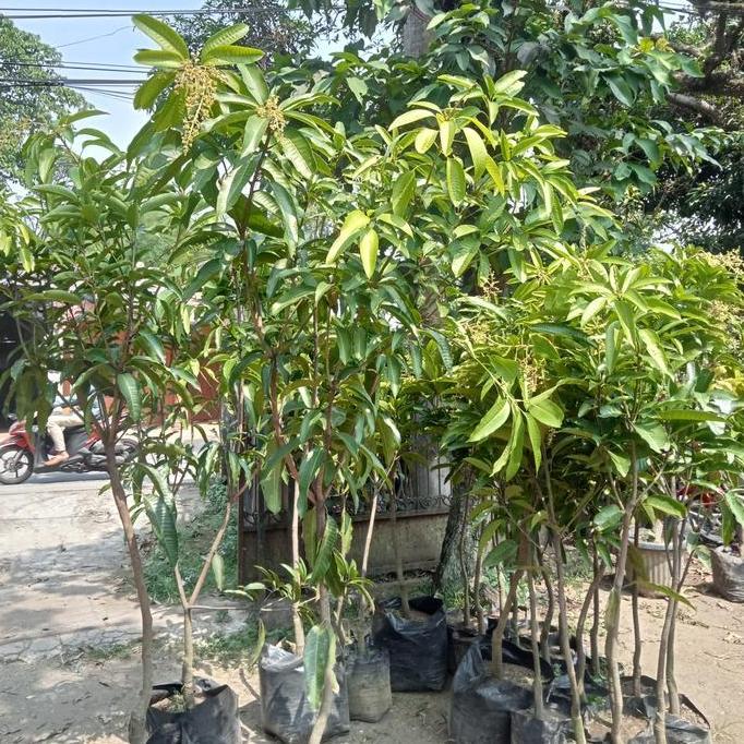 Bibit Pohon Mangga Cokanan Berbuah/Pohon Mangga Cokanan Siap Buah