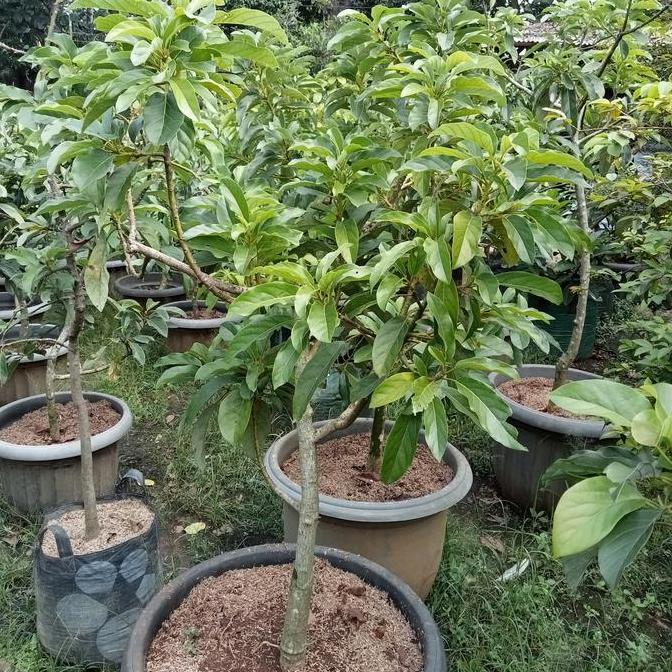 Bibit Pohon Alpukat Miki Siap Buah/Pohon Alpukat miki