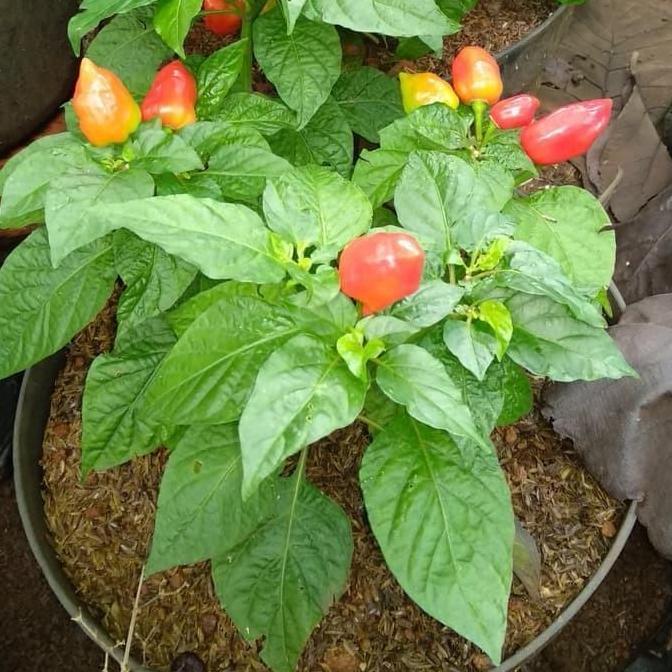 Bibit Tanaman Buah Paprika - Bibit Pohon Cabai Paprika Mini