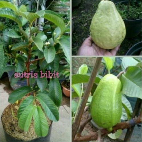 Bibit Tanaman Buah Jambu Alpukat Siap Buah Cangkok