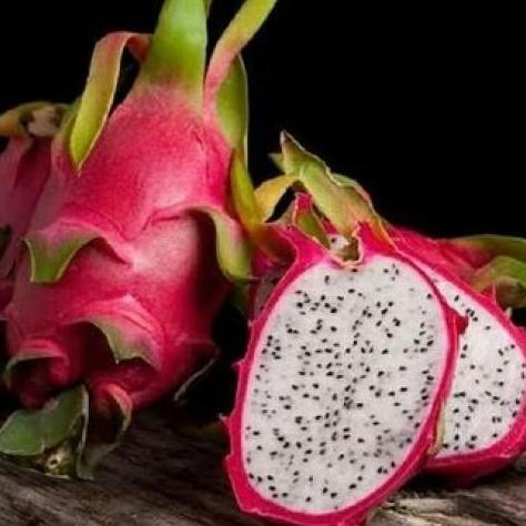 Bibit Buah Naga Putih Asli / Bibit Buah Buahan