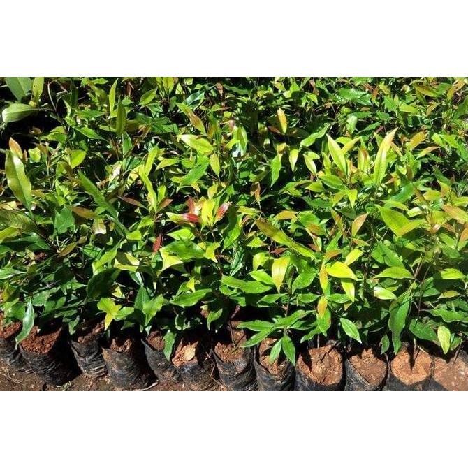 Bibit Pohon Buah Cengkeh Zanzibar - Tanaman Cengkeh Zanzibar