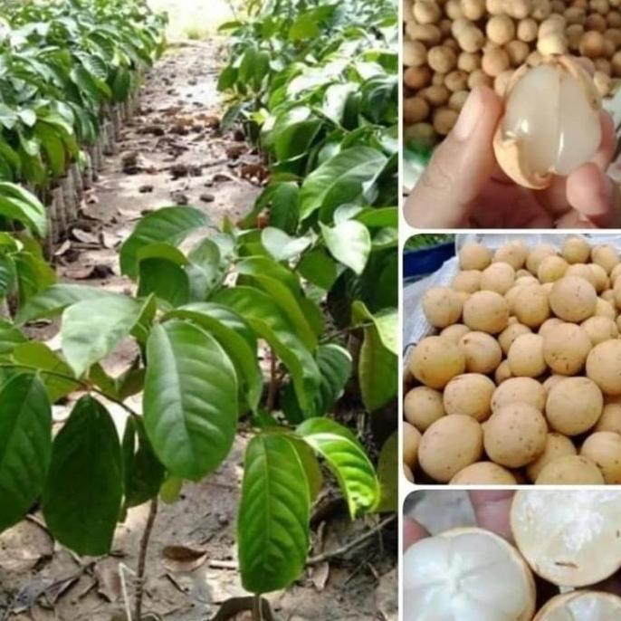 Bibit Tanaman Buah Duku Palembang Tanpa Biji Super Hasil Okulasi