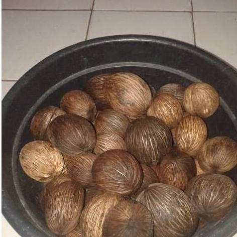 TEERCAYAA Bibit Pohon Bintaro / Simpalak Pohon buah anti a