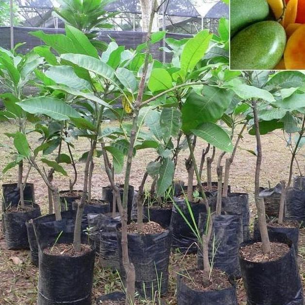 BIBIT MANGGA MANALAGI HASIL CANGKOK SUPER JUMBO POHON BUAH MEDIA POT