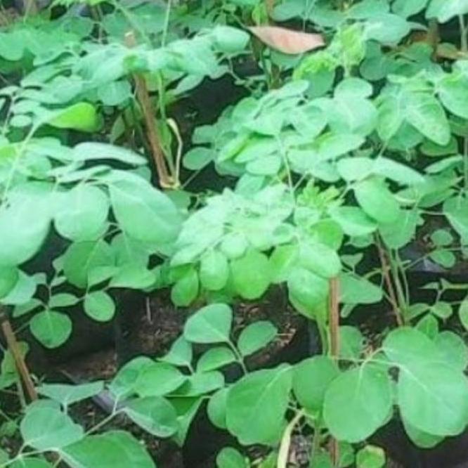 bibit pohon kelor,bibit kelor ditanam dari biji buah kelor