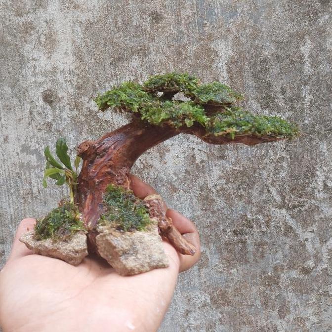 Mini Bonsai Aquascape