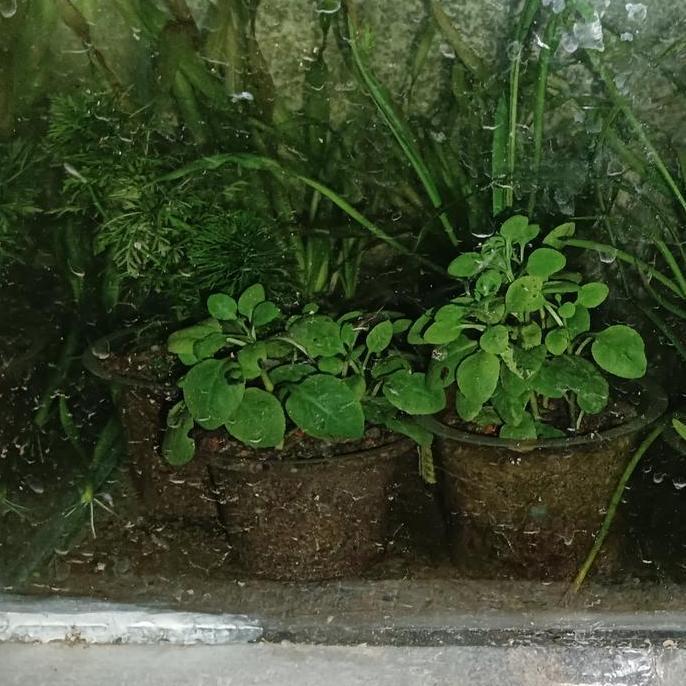 tanaman aquascape low co2 mini