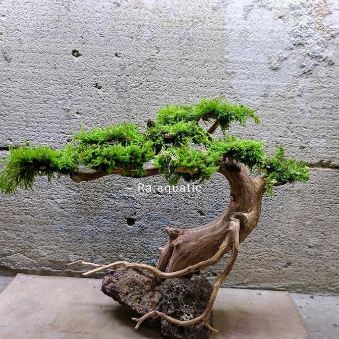 Akar Rasamala bonsai hiasan aquarium