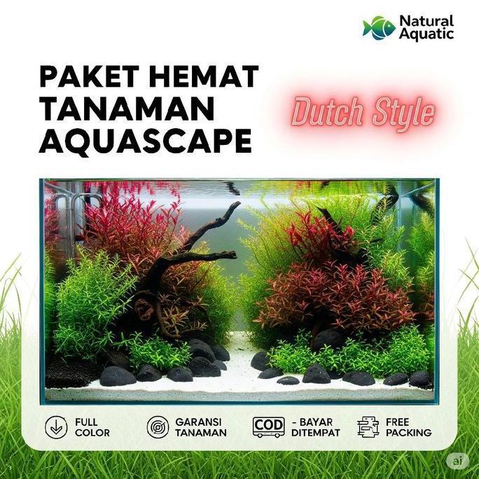Paket Tanaman Aquascape Dutch Style - Tanaman Aquascape/Tanaman Aquarium