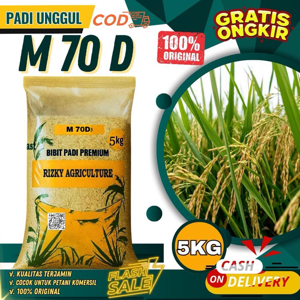 Bisa Cod Benih Padi Bibit Padi M70 Unggul M70 5Kg >>
