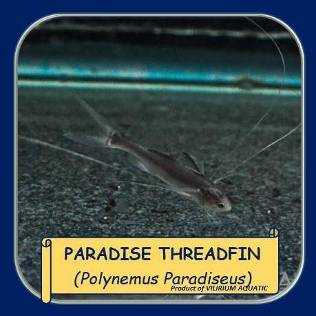 IKAN HIAS AIR TAWAR - PARADISE THREADFIN CATFISH (IKAN TANKMATE PREDATOR)