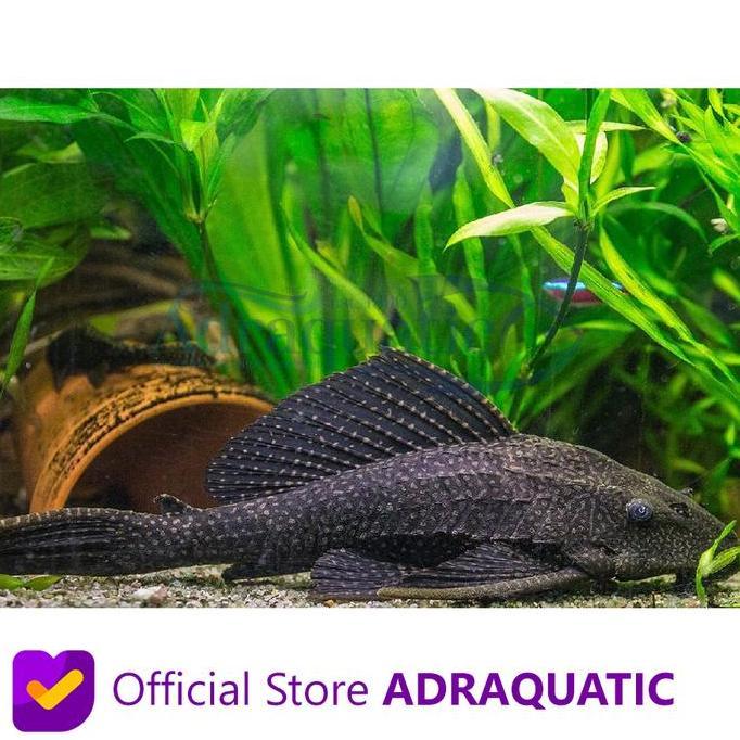Blebeb- Ikan Hias Sapu-Sapu Black Hitam Algaeter Algae Eater Pleco Air Tawar