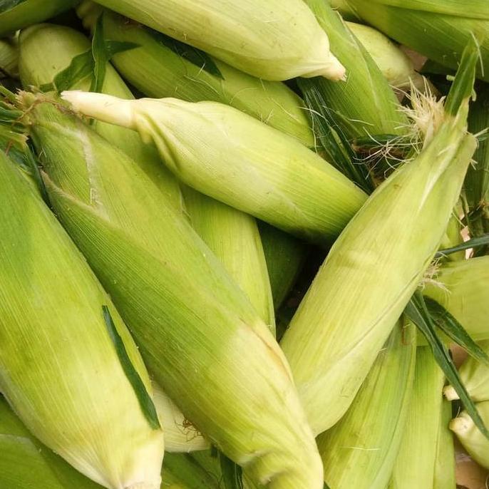 Lapakkita- Jagung Manis Besar Utuh 1 Kg