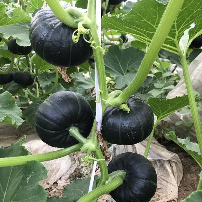 unggul benih murah[20butir biji]Pumpkin seeds benih tanaman sayur fresh benih repack- paket bibit sa