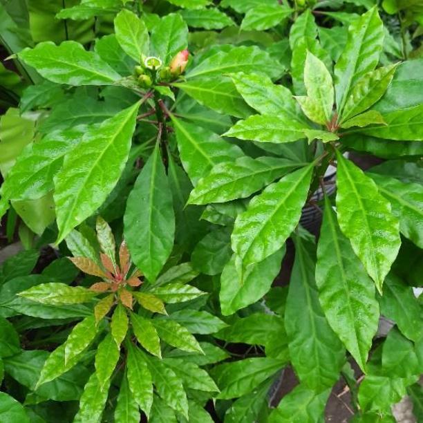 Thebest- Daun Tujuh Jarum / Tujuh Bintang 50 Lembar