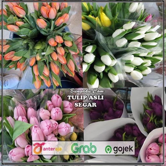 Flowandbe- Bunga Tulip / Bunga Tulip Segar Asli / Bunga Tulip Fresh