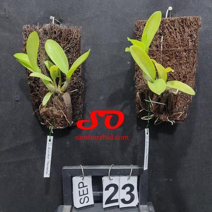 Obelik- [ Remaja ] Dendrobium Discolor Merauke Keindahan Eksotis Dari Timur Indonesia