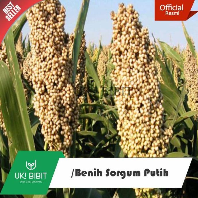 Indah- ( 1 Kg ) Benih Sorgum Putih | Batang Manis